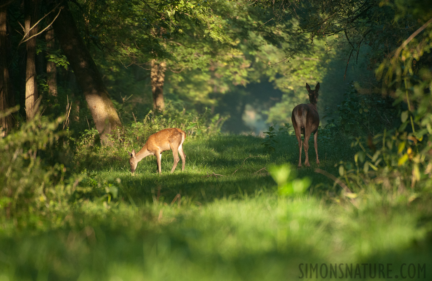 Serbia - Cervus elaphus elaphus [550 mm, 1/1250 sec at f / 6.3, ISO 2500]